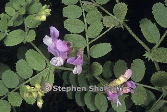 vicia americana ssp americana 1 graphic